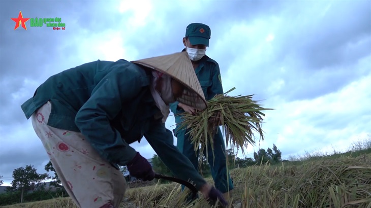 Chiến sĩ “sao vuông” giúp dân gặt lúa