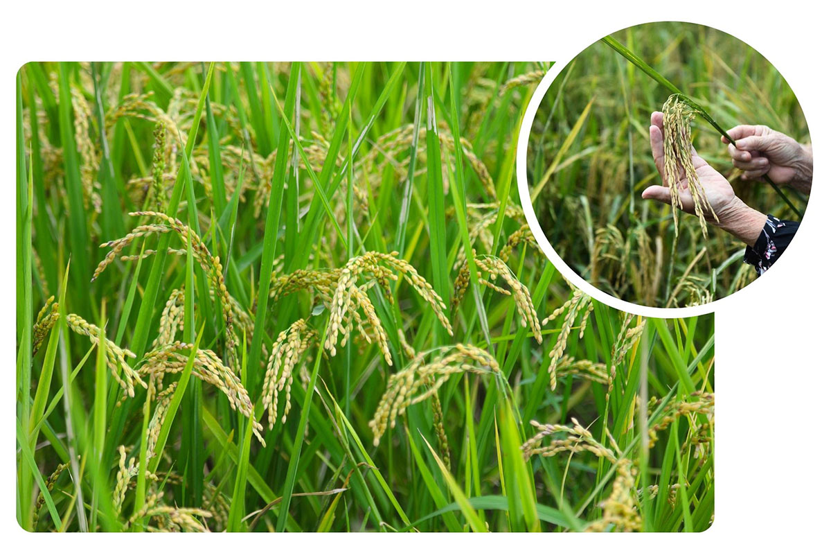 Người đảng viên mẫu mực giữa hành trình khoa học xanh