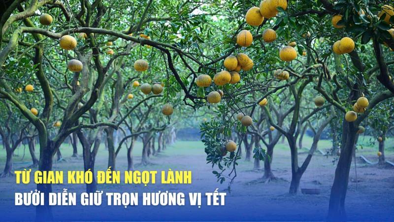Từ gian khó đến ngọt lành Bưởi Diễn giữ trọn hương vị Tết