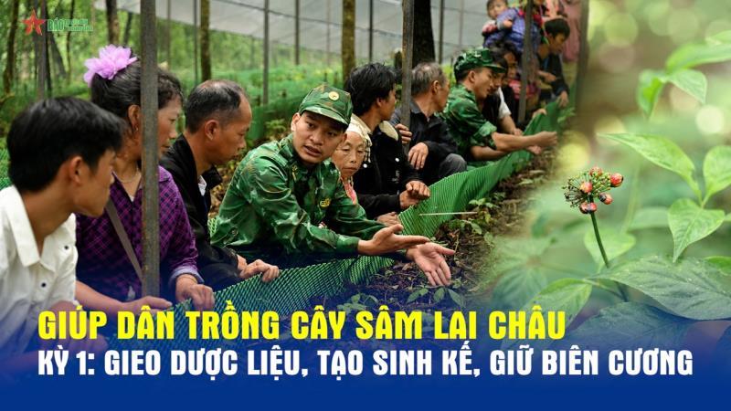 Giúp dân trồng cây sâm Lai châu kỳ 1  Gieo dược liệu, tạo sinh kế, giữ biên cương