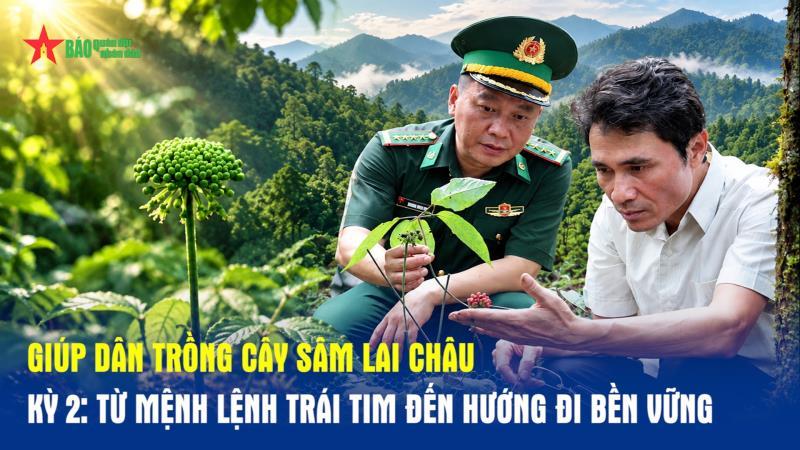 Giúp dân trồng cây sâm Lai Châu kỳ 2  Từ mệnh lệnh trái tim đến hướng đi bền vững